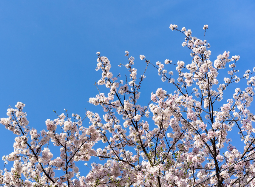 Primavera: perché il nostro corpo (e il nostro umore) cambiano con il cambiare delle stagioni?